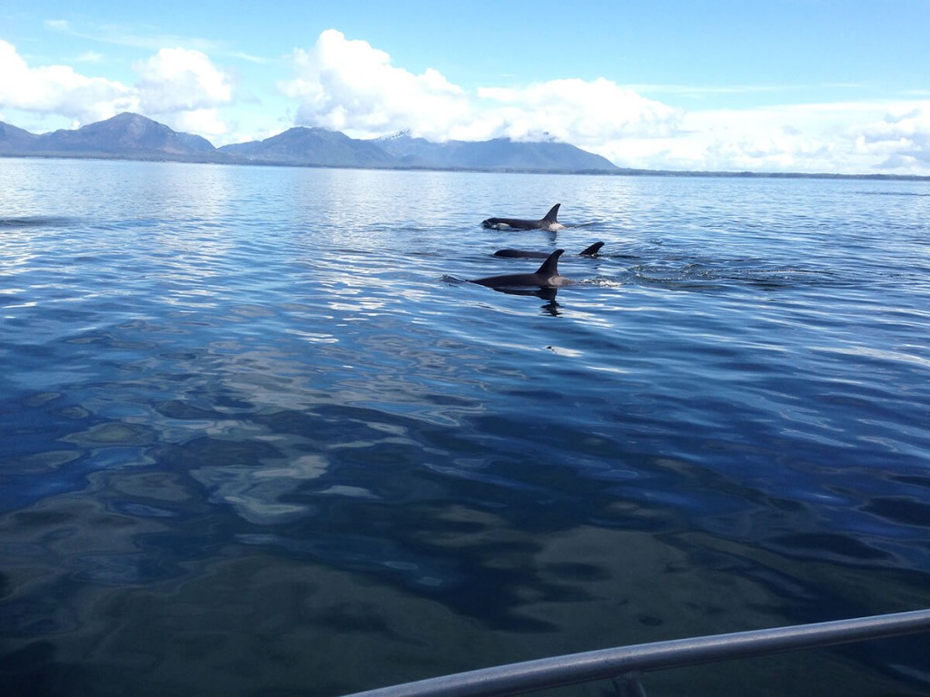 Whale Watching in Ketchikan, Alaska