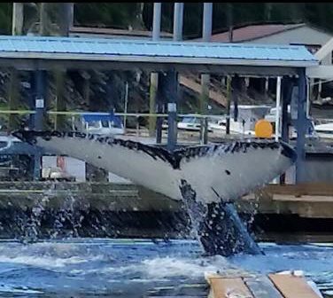 Private Whale Watching Charters Ketchikan, Alaska