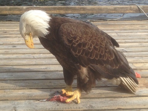 Fishing Charter in Ketchikan, AK