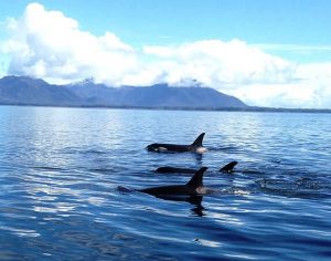 Southeast Alaska Charters | Fishing & Whale Watching