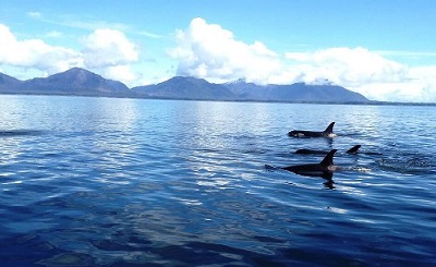 Whale Watching And Wildlife Charters Ketchikan, Alaska