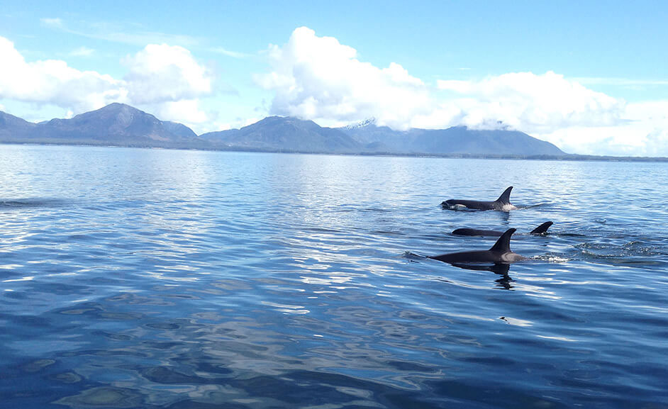 Whale Watching Trips Ketchikan Alaska