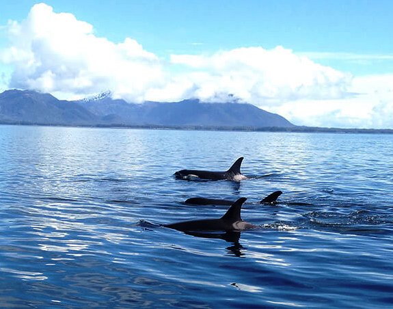 Private Whale Watching Charter Ketchikan, Alaska