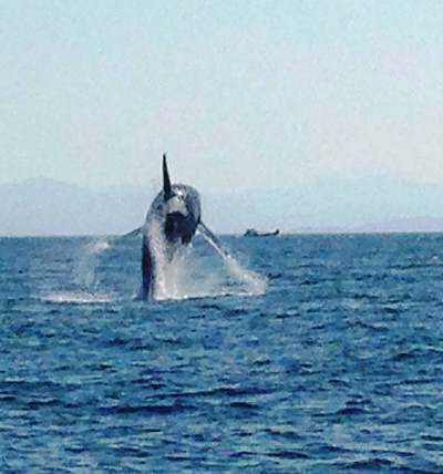 Wildlife Watching Excursions In Knudsen Bay Alaska