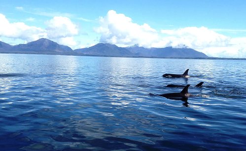 Whale Watching in Alaska